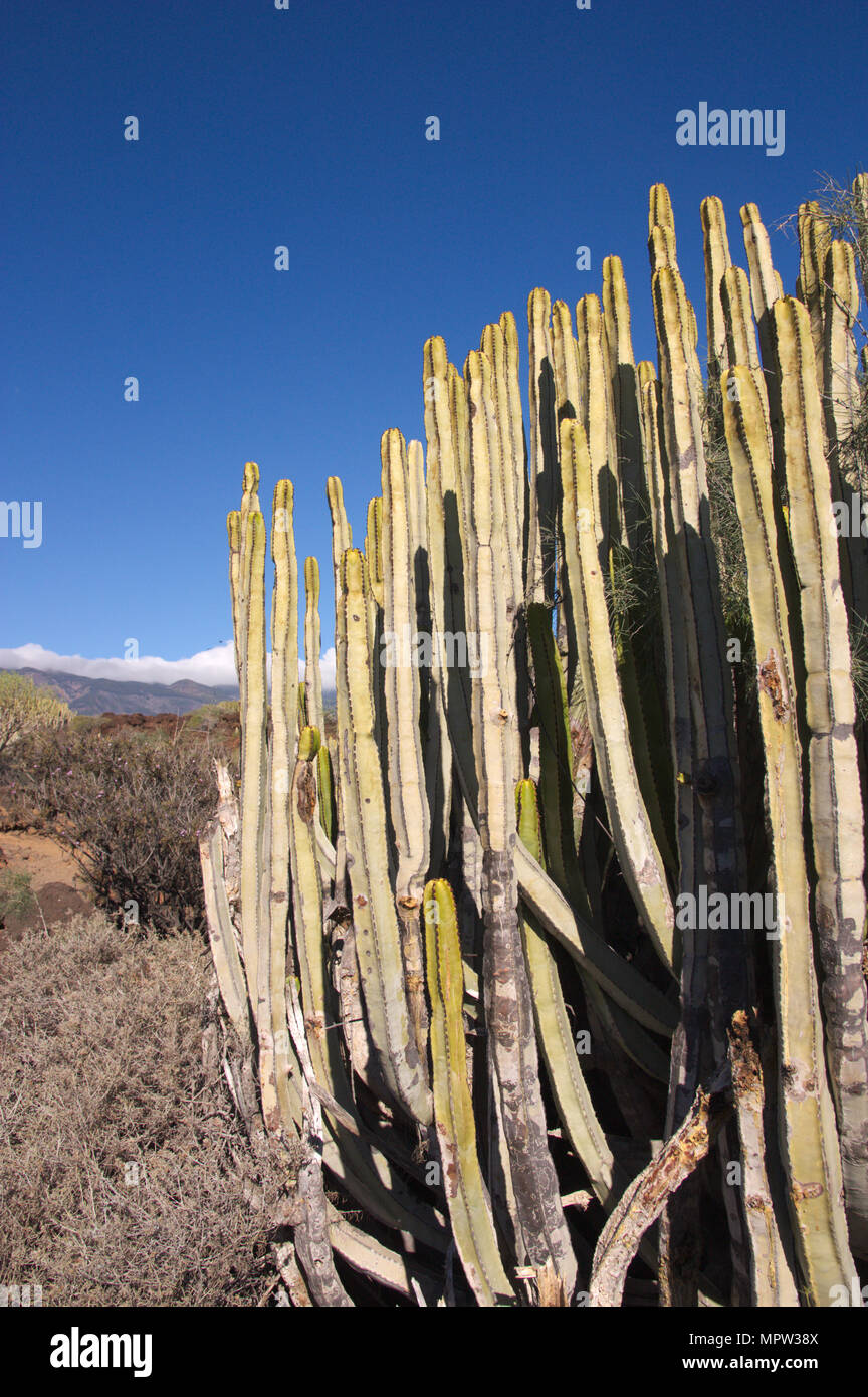Close-up of some cactus or Euphorbia canariensis. Malpas. Santa Cruz de  Tenerife. Spain Stock Photo - Alamy