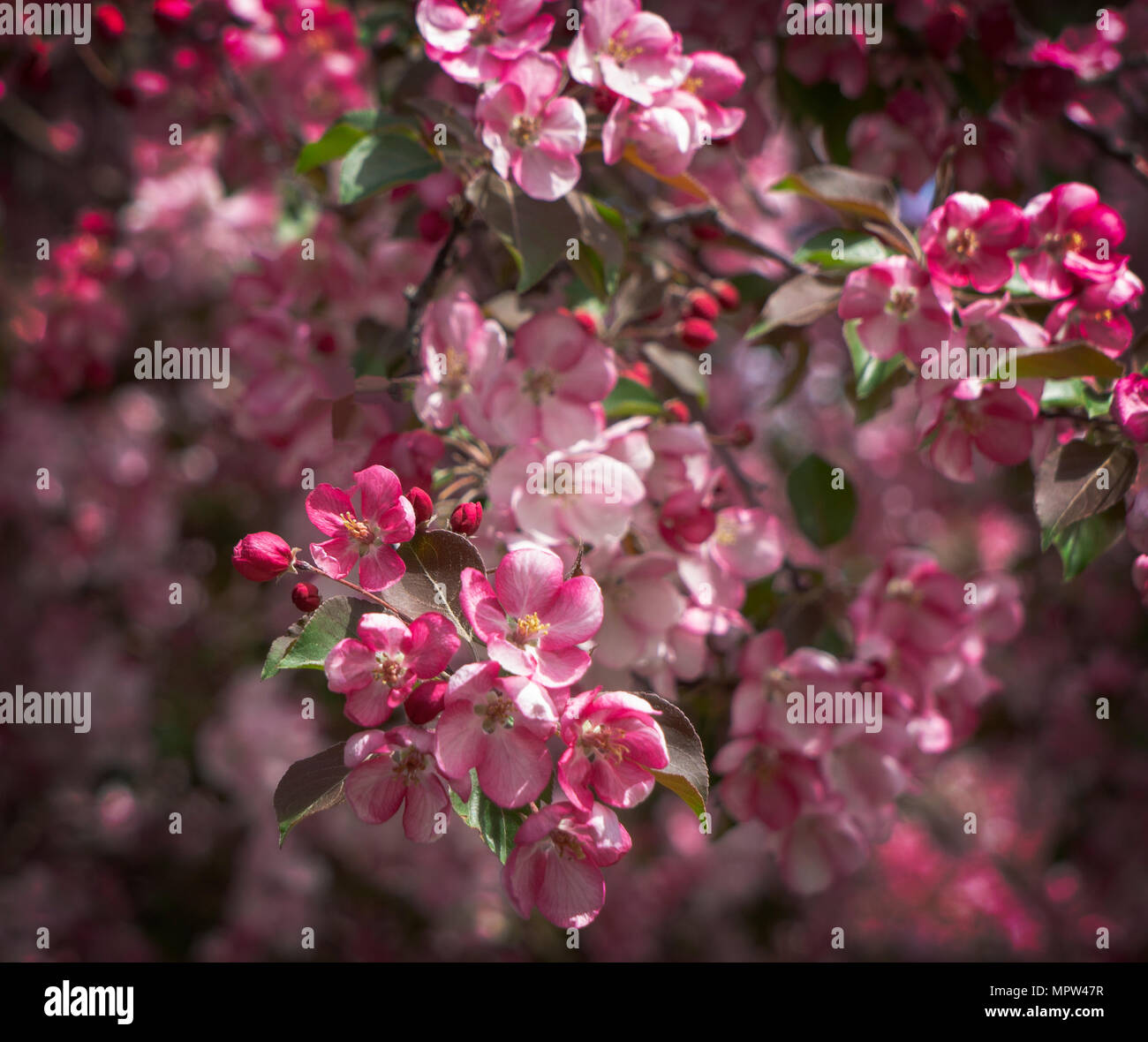 Cherry blossom Calgary Alberta Canada Stock Photo Alamy