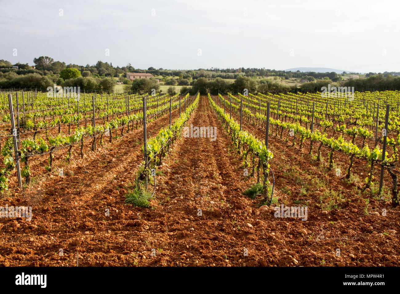 Mallorcan vineyard hires stock photography and images Alamy