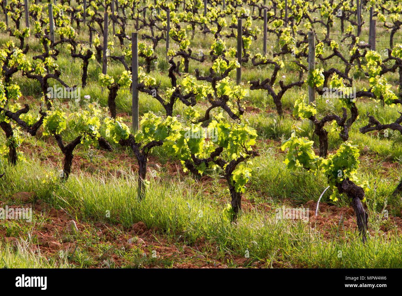 Mallorcan vineyard hires stock photography and images Alamy