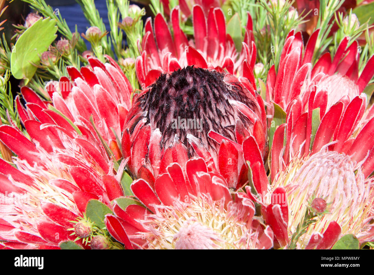 pink Australian sugar bush protea flower, close up with leaves and other flowers in background. Proteas are currently cultivated in over 20 countries. Stock Photo
