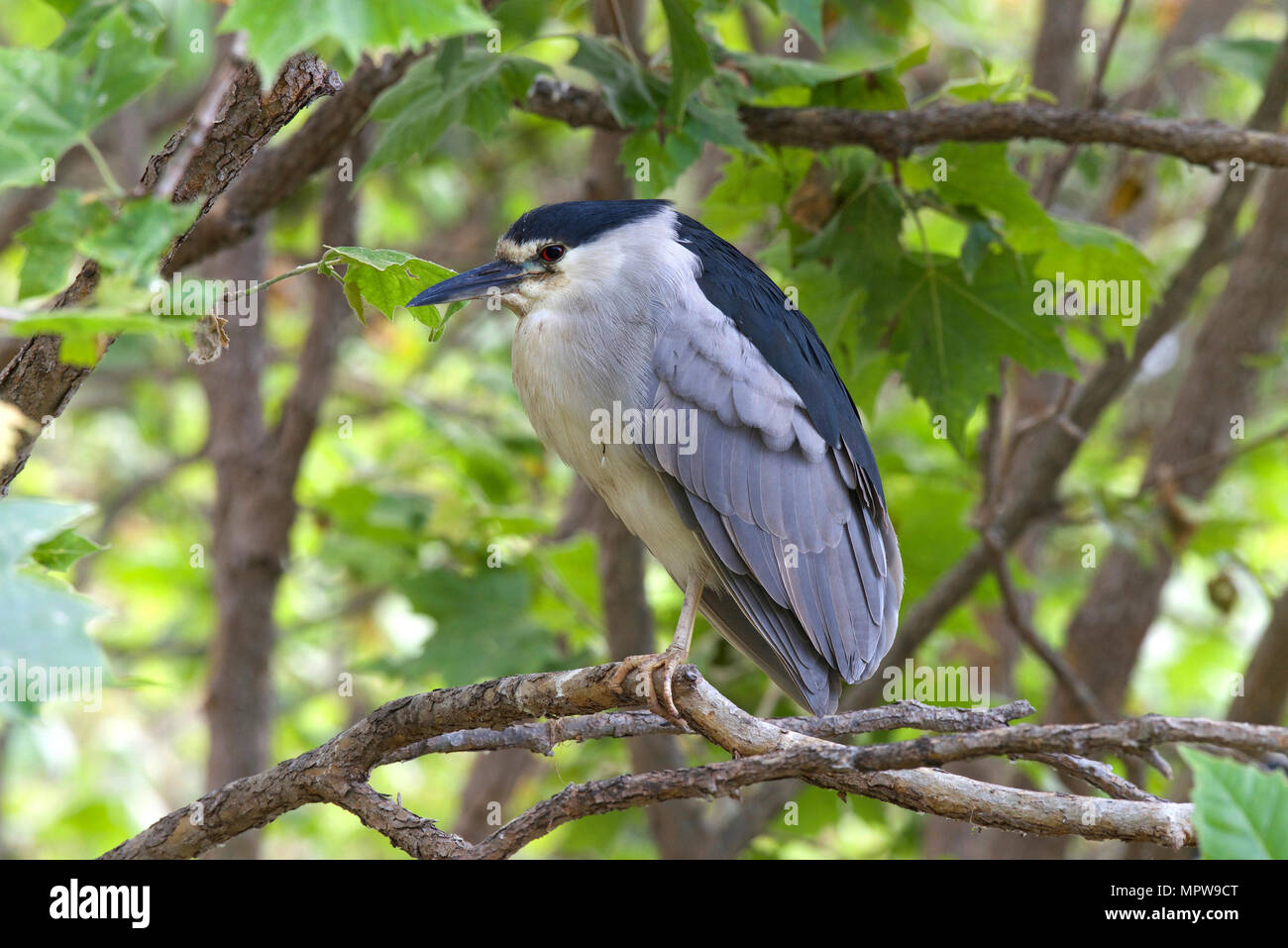 One adult Black crowned night heron on a tree branch facing viewers left. Profile view. Stock Photo