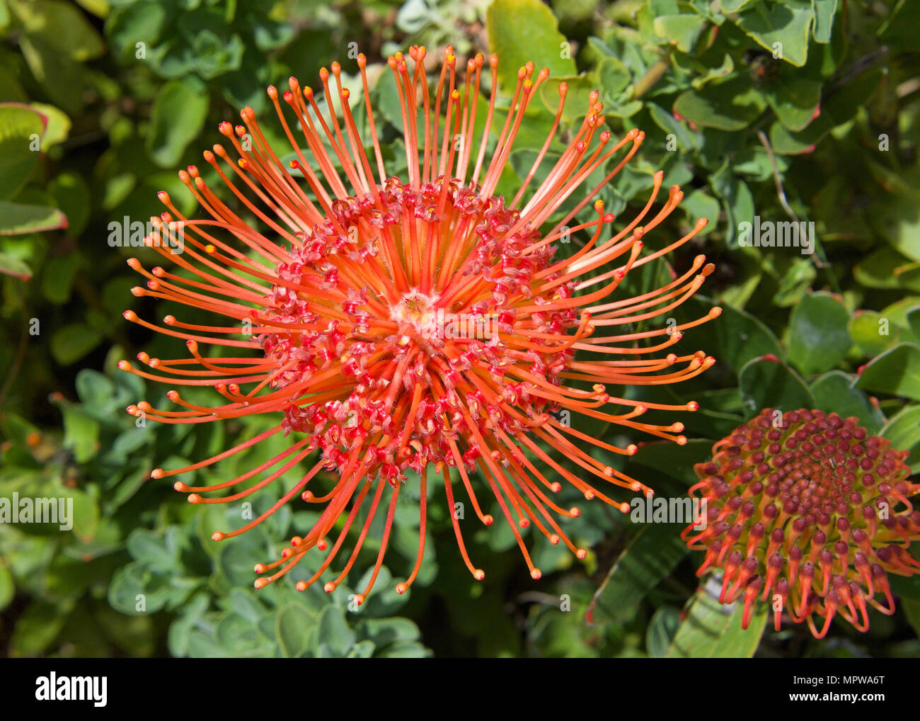 Red orange pin cushion protea flower, close up with leaves and other flowers in background. Proteas are currently cultivated in over 20 countries. Stock Photo