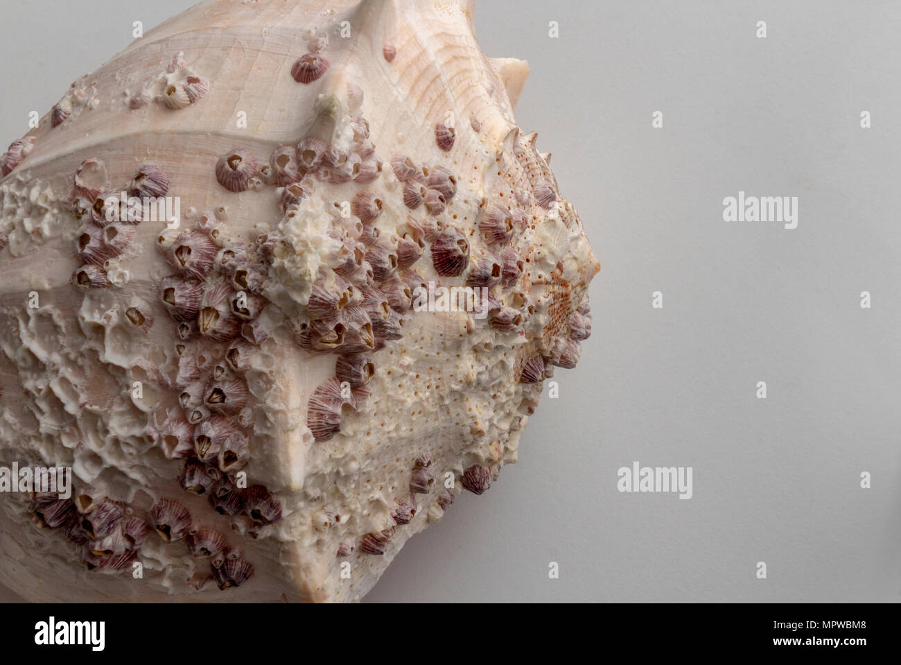 Dry gigantic sea shell. Soft surface inside, rough and textured on the outside. Stock Photo