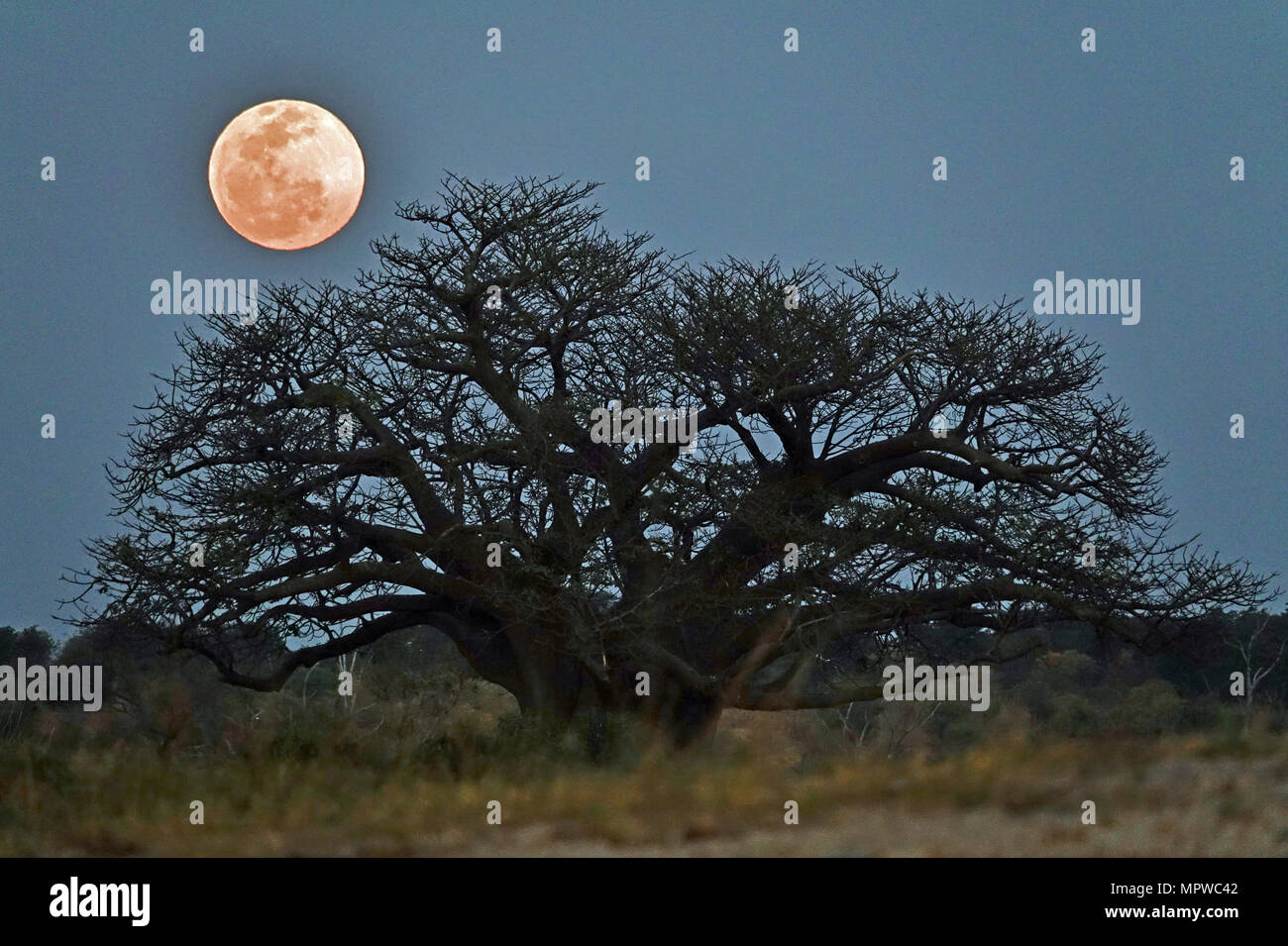 Full moon Baobab tree Africa Stock Photo