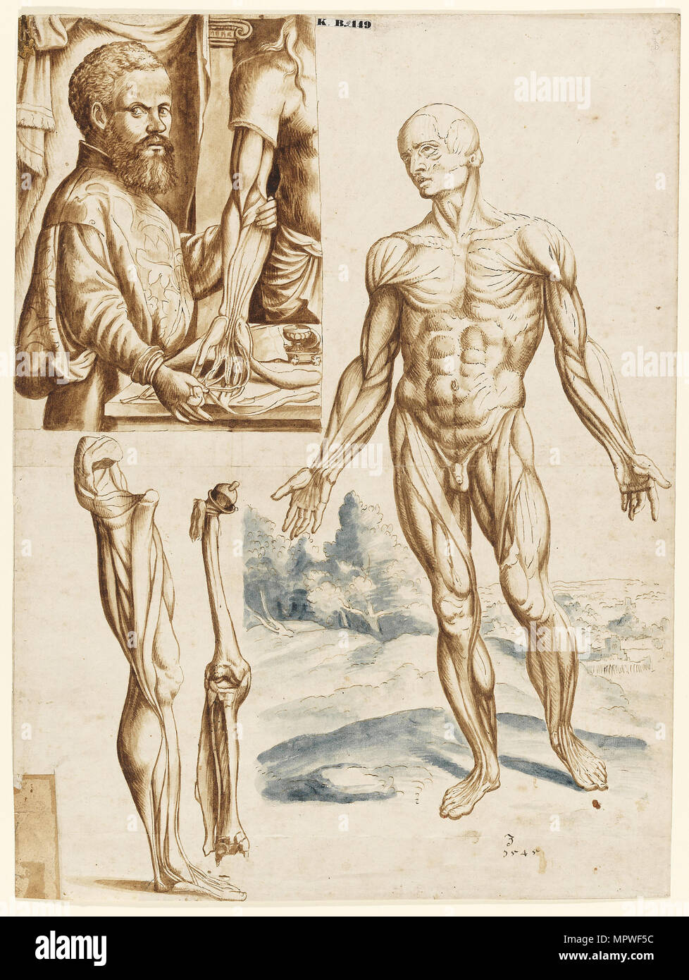 Écorché with Portrait of Andreas Vesalius (1514-1564), 1545. Stock Photo