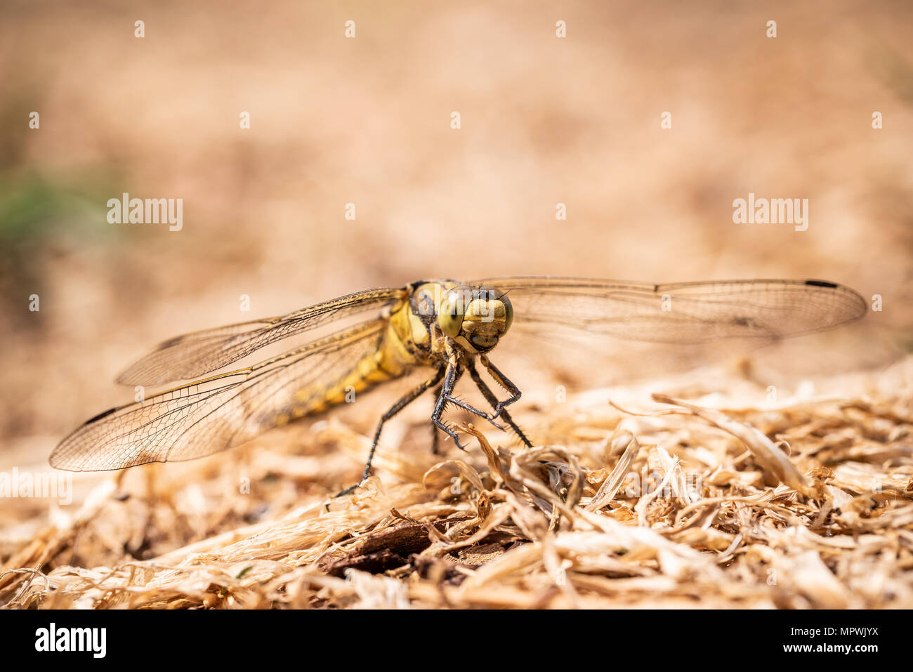 Horizontal close-up photo with big yellow dragonfly. Insect has long transparent wings and big eyes. Bug is perched on the ground covered by dry grass Stock Photo