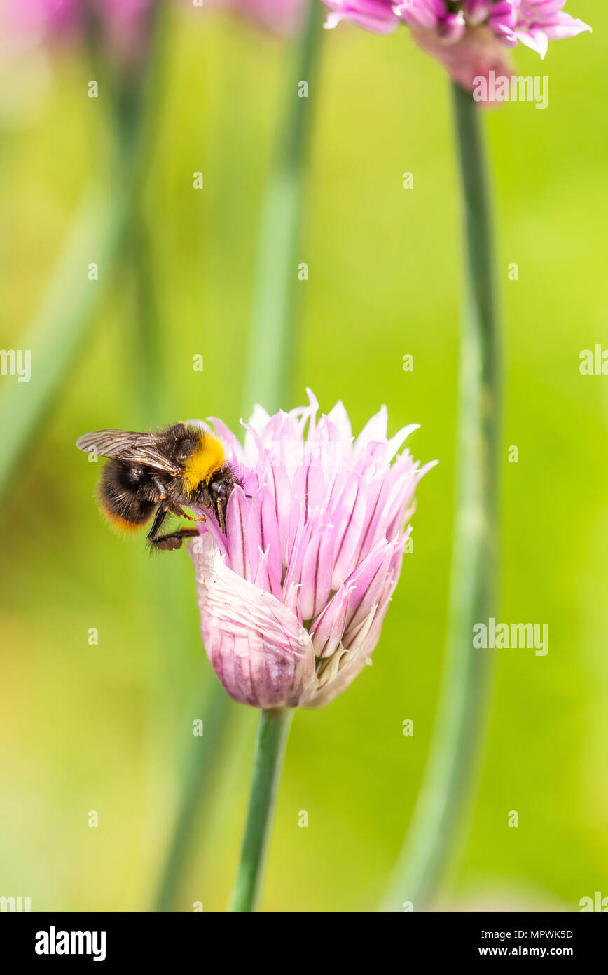 Vertical photo of small chive bloom. Bloom has nice pink / purple color ...