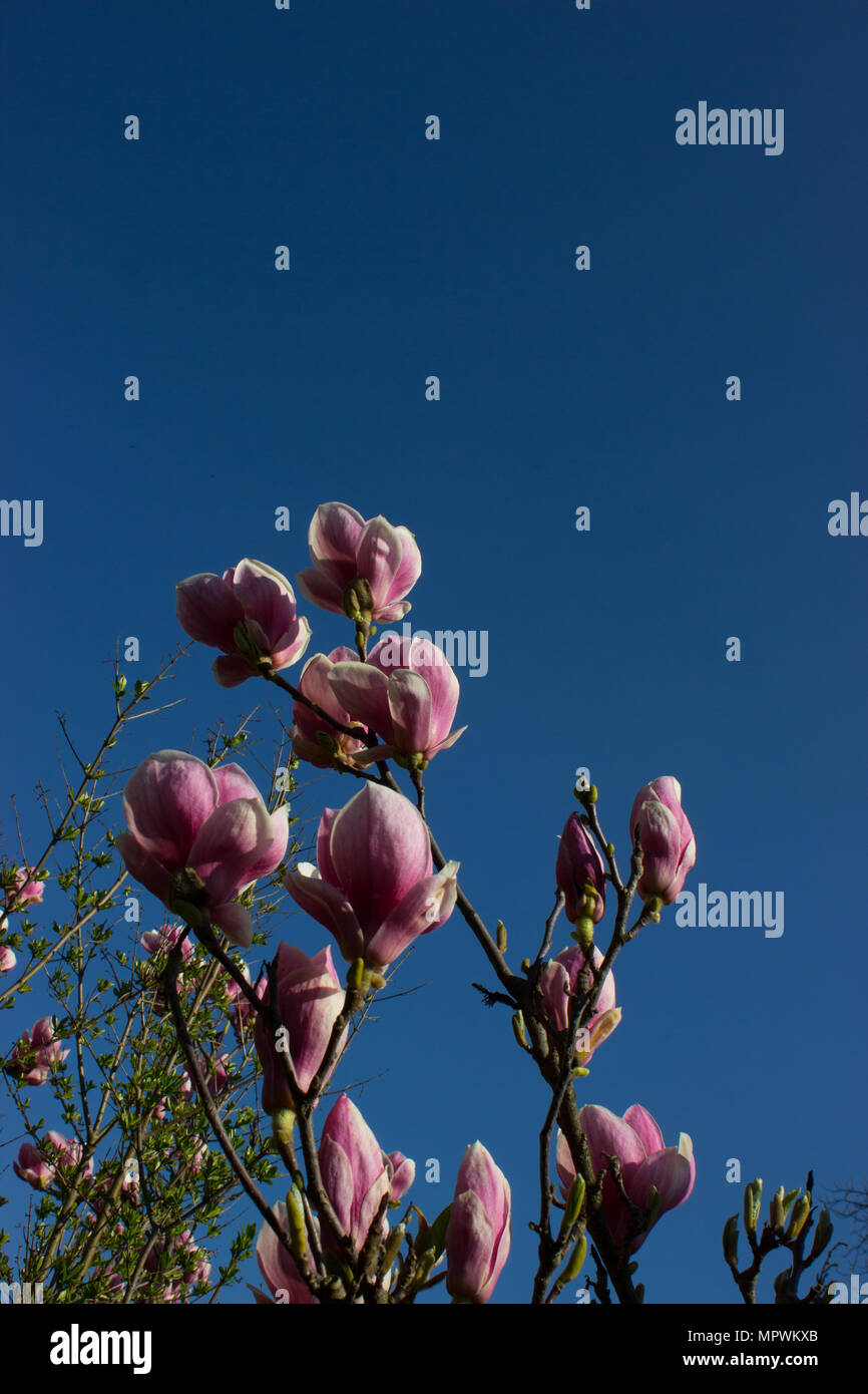 Magnolia tree in foreground hi-res stock photography and images - Alamy