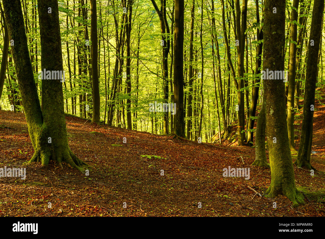 Lush and green beech forest in hilly terrain on a sunny spring morning. Soderasen national park in Sweden. Stock Photo