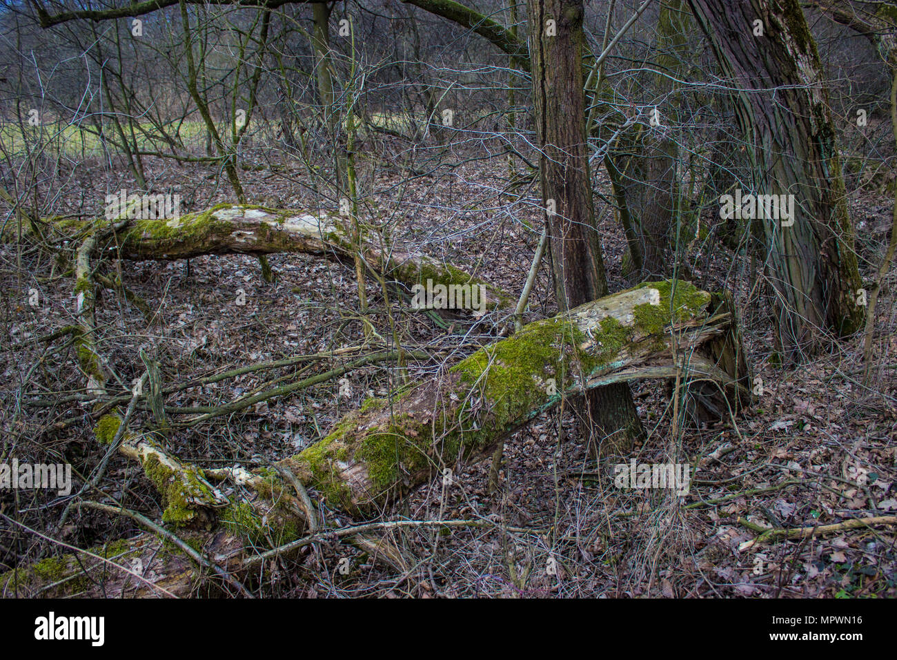 In the foreground is mossy tree, leaves and twigs. Stock Photo