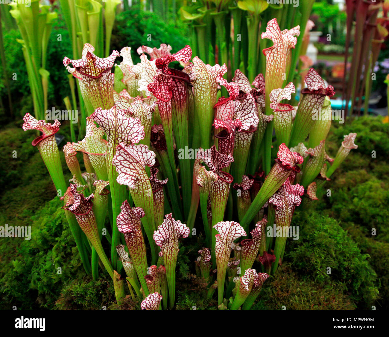 Sarracenia CV Bella; carniverous Pitcher Plant, hybrid; RHS Chelsea Flower Show 2018 Stock Photo