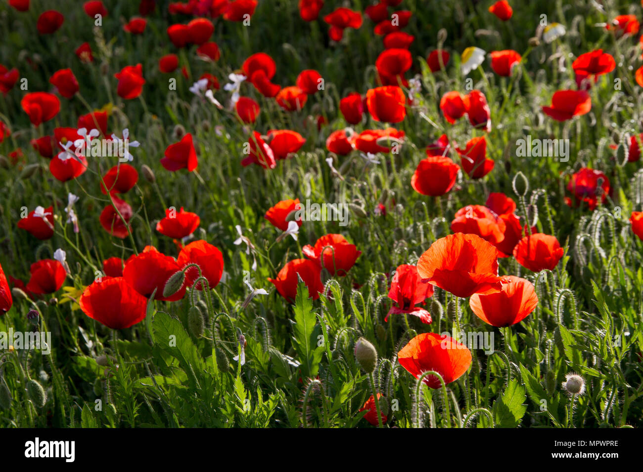 Poppies Field High Resolution Stock Photography and Images - Alamy