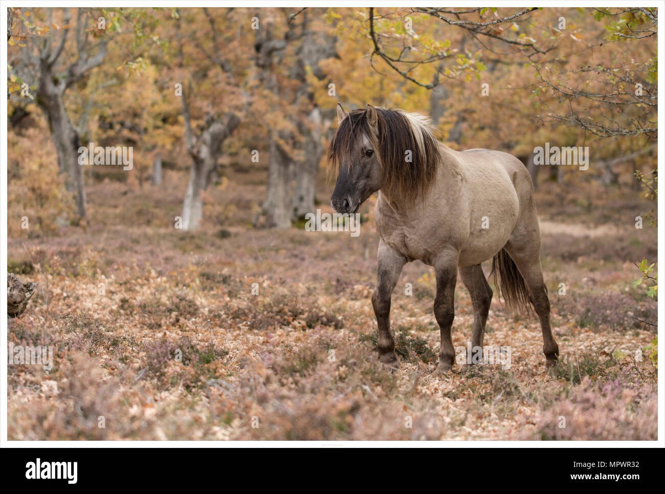 Tarpan stallion or Konik horses in autumnal landscape Stock Photo