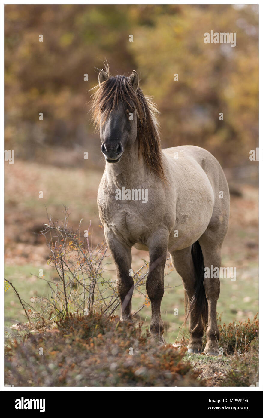 Tarpan stallion or Konik horses in autumnal landscape Stock Photo