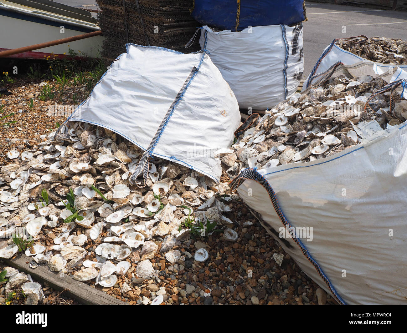 Empty whitstable oyster shells hi-res stock photography and images - Alamy