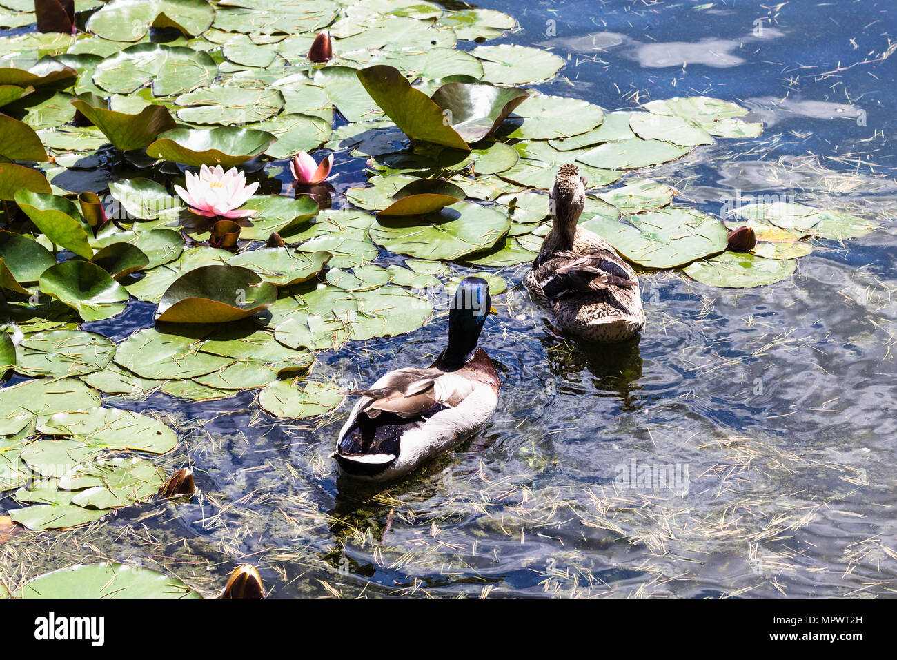 Travel to Turkey - ducks swim in the city pond in Istanbul in spring Stock Photo