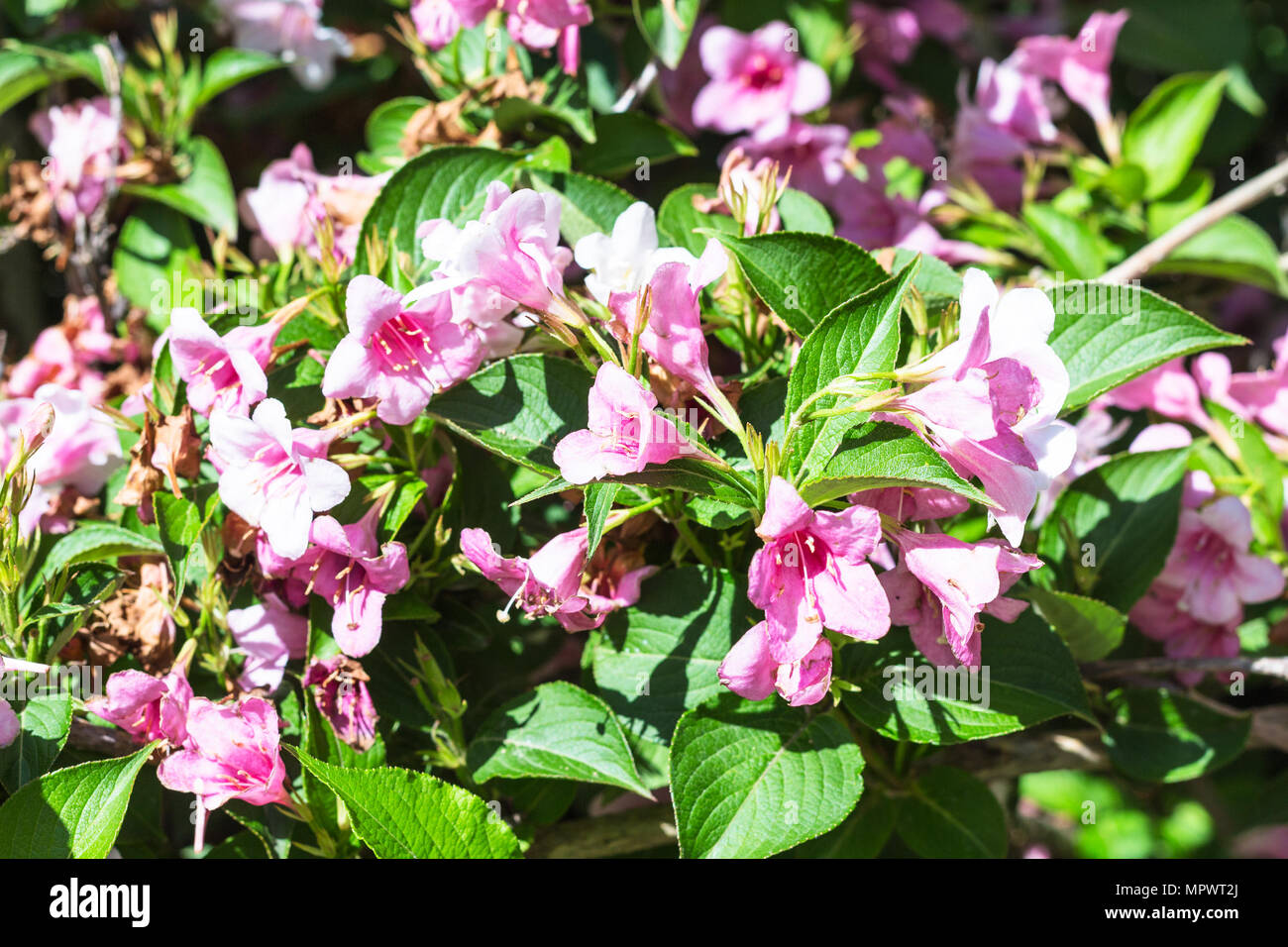 Travel to Turkey - flowering Honeysuckle (Weigela) shrub in Istanbul city in spring Stock Photo