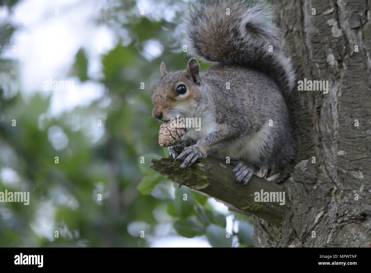 Squirrel with pine cone Stock Photo Alamy