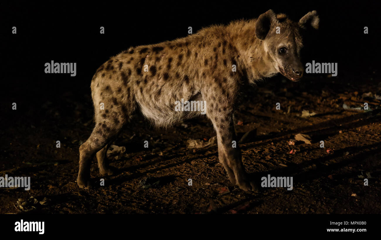 Hyena feeding harar ethiopia africa hi-res stock photography and images