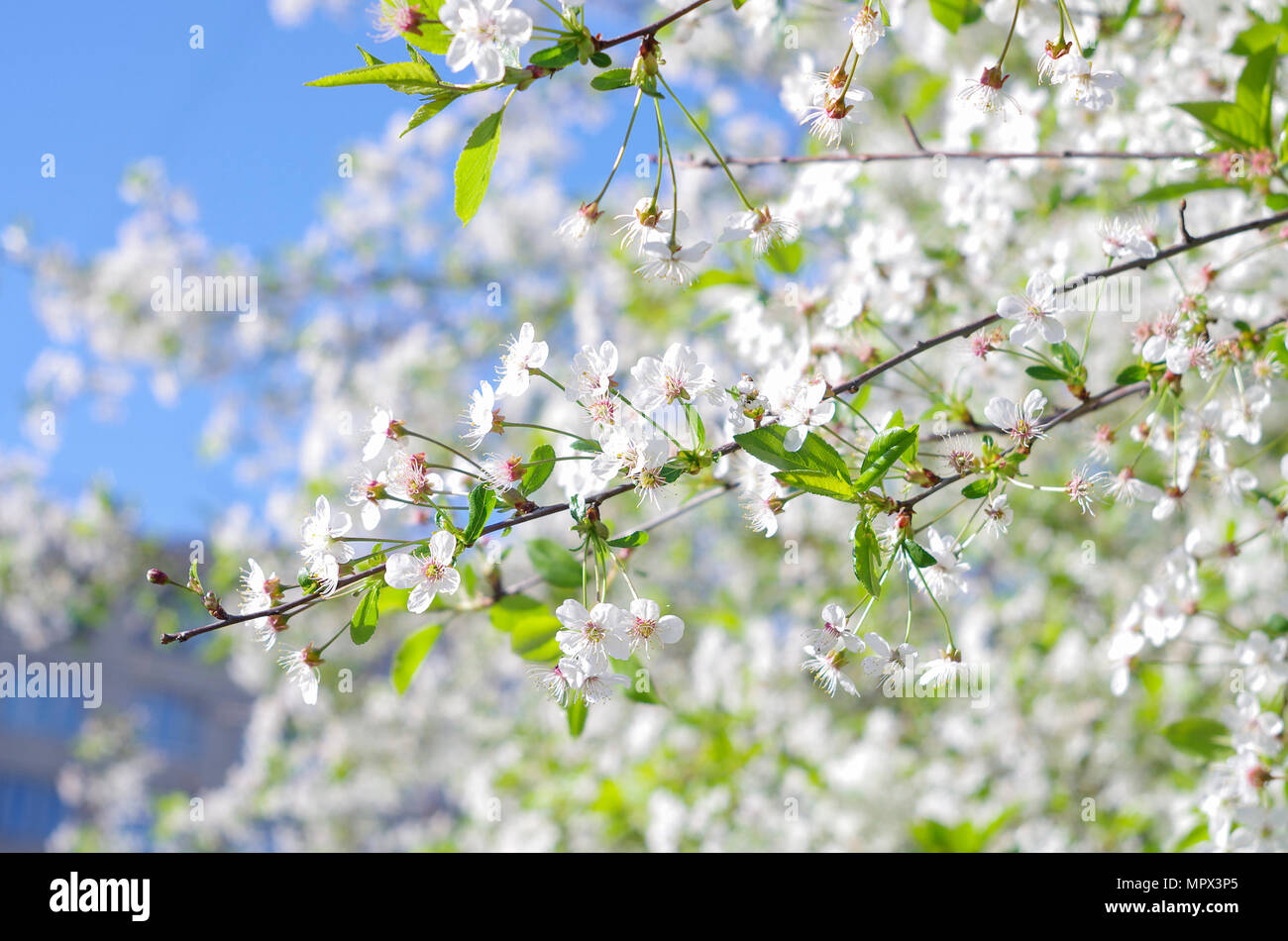 The cherry blossoms in spring on blue sky background Stock Photo - Alamy