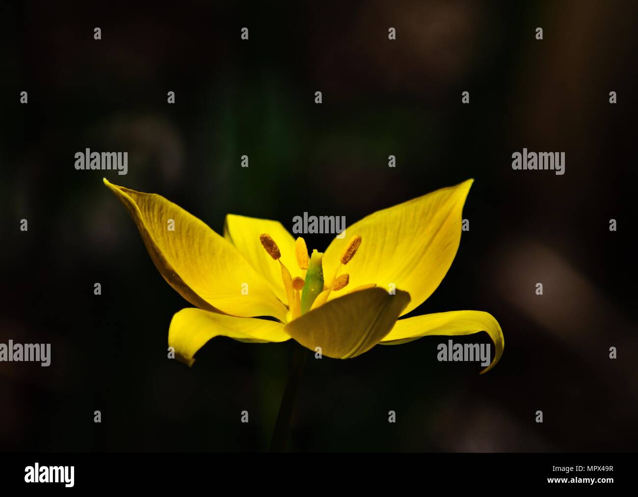 Tulipa sylvestris wild flowers hi-res stock photography and images - Alamy