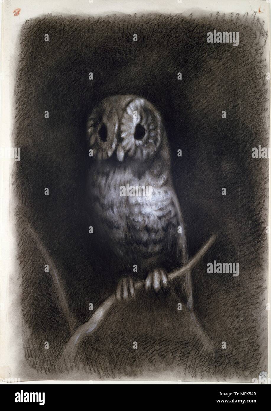 Owl, copied from a Photograph of Mantegna's Fresco, 1872 or earlier. Artist: Arthur Burgess. Stock Photo