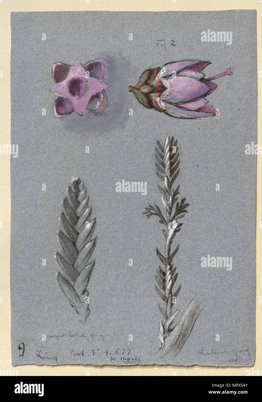 Four Studies of Ling, probably 14 September 1869. Artist: John Ruskin. Stock Photo