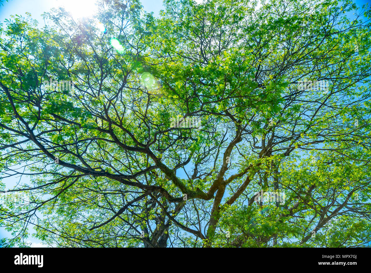 Natural background amazing giant tree with fresh green leaves