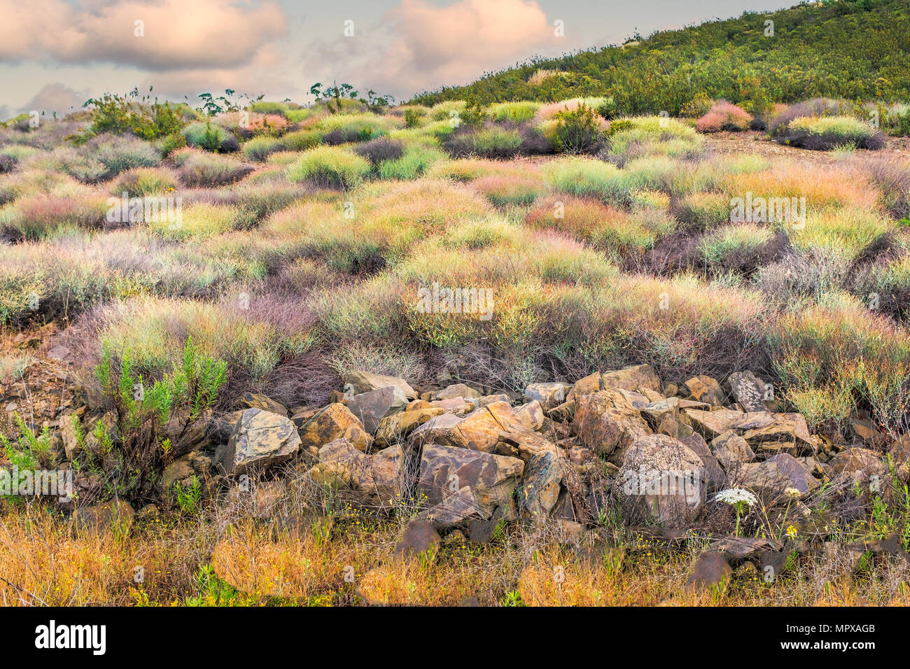colourful shrubs among a rocky rough landscape of uncultivated land in Andalucia, Southern Spain Stock Photo