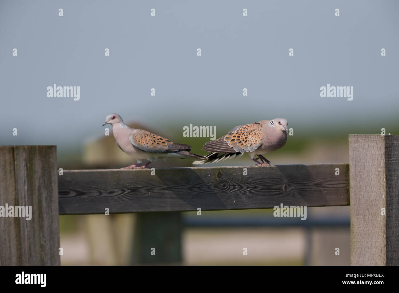 Swarovski Crystal Figurine Pair of Turtle Doves on a Branch