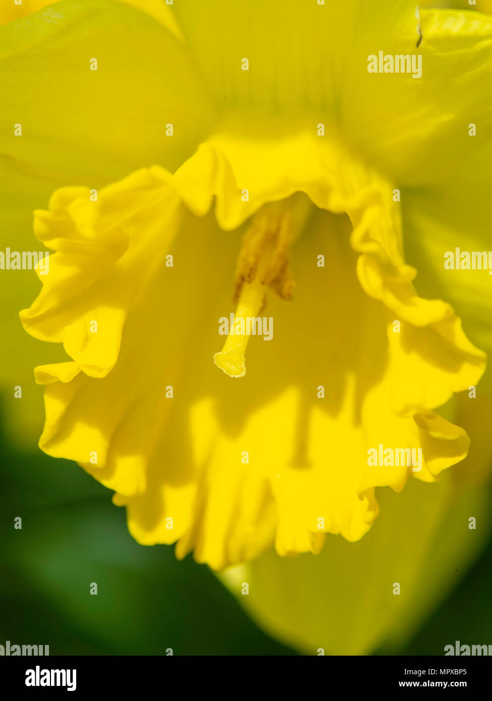 Image of a daffodil (genus Narcissus) taken in Fitchburg, Wisconsin, USA. Stock Photo