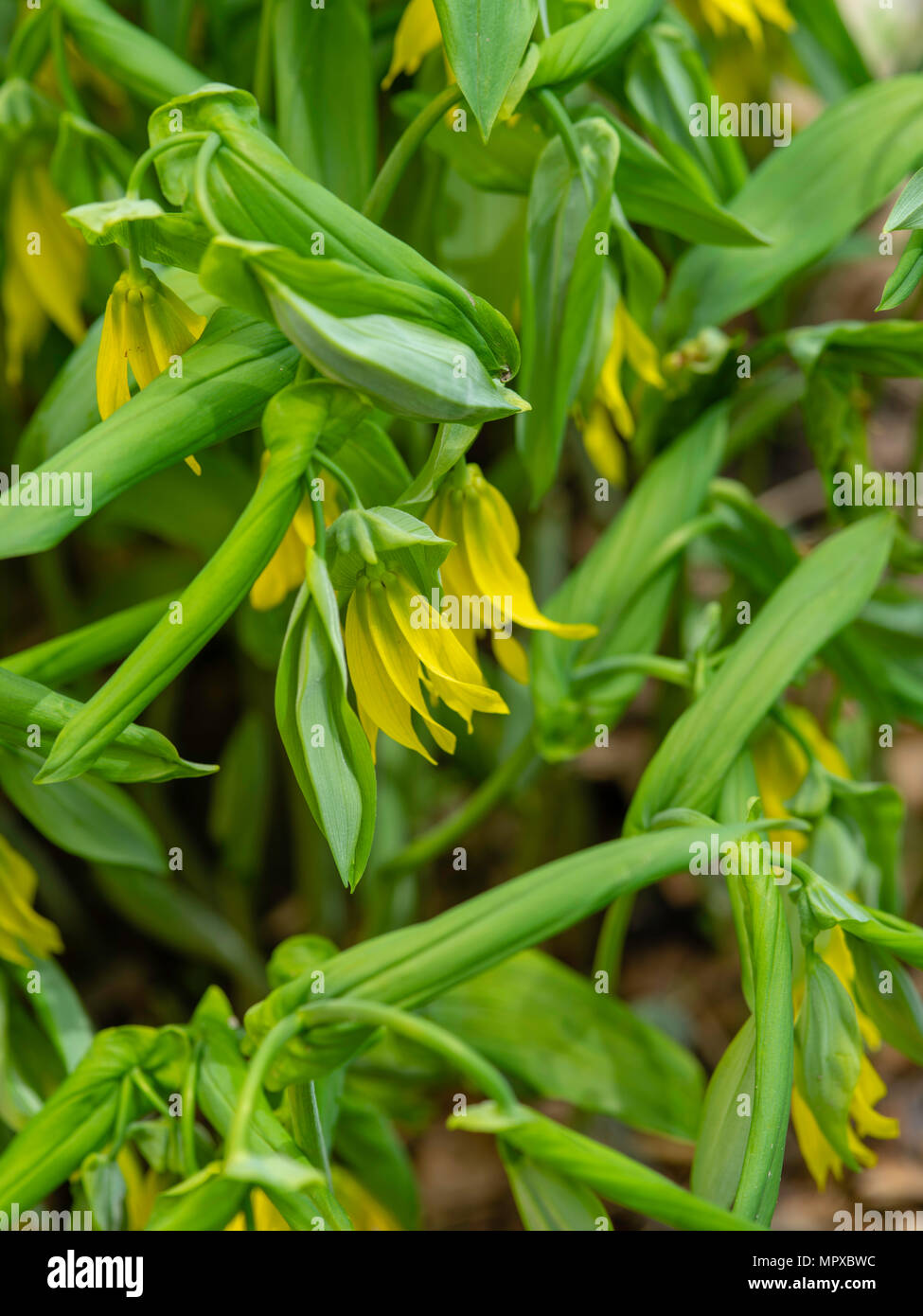 Image of Bellwort (Uvularia grandiflora) taken in Fitchburg, Wisconsin, USA. Stock Photo