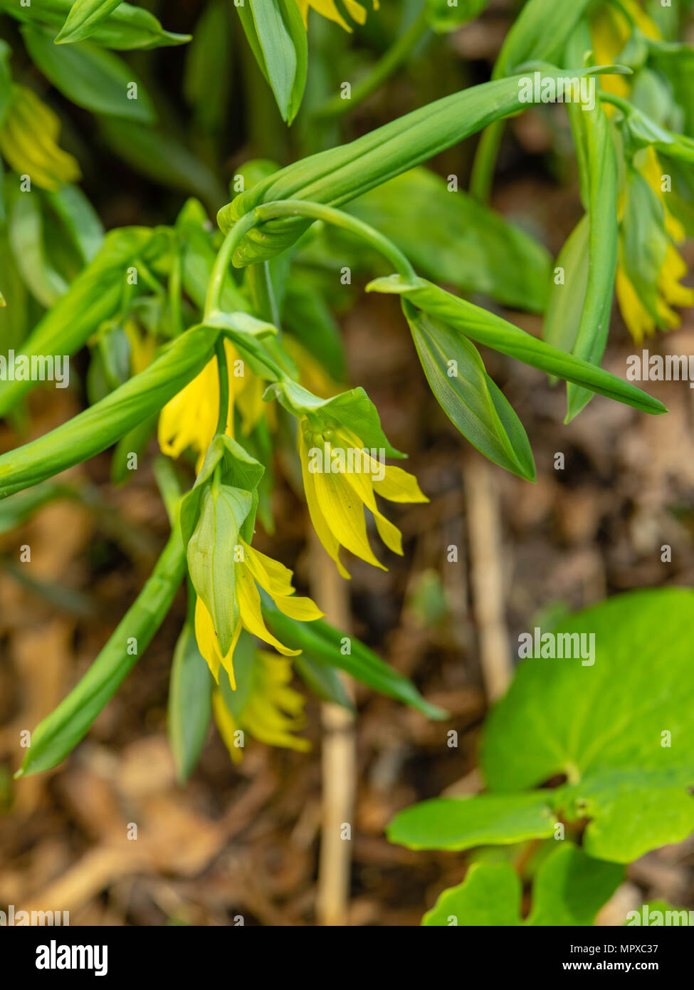 Image of Bellwort (Uvularia grandiflora) taken in Fitchburg, Wisconsin, USA. Stock Photo