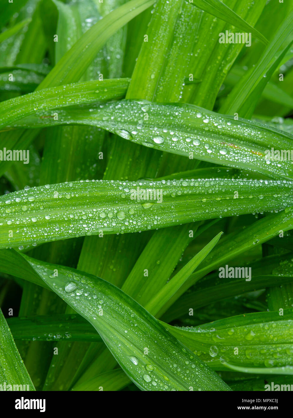 Image of water droplets on the leaves of lilies, taken after a rain storm. Fitchburg, Wisconsin, USA. Stock Photo