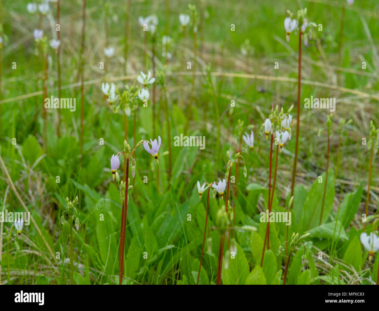 Image of Shooting Star (Dodecatheon meadia) growing in the University of Wisconsin Arboretum, Madison, Wisconsin, USA. Stock Photo