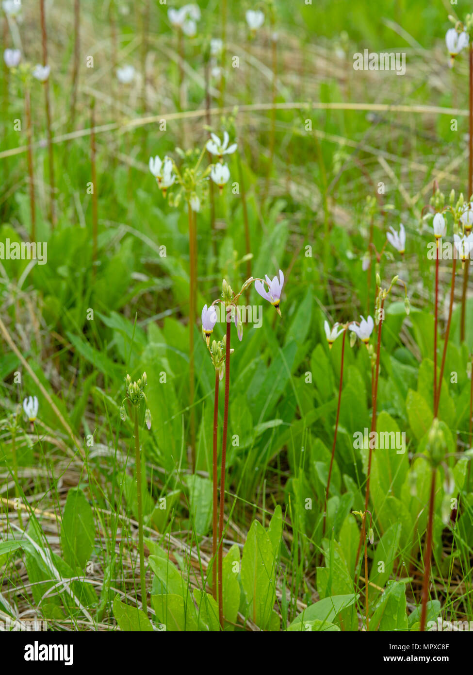 Image of Shooting Star (Dodecatheon meadia) growing in the University of Wisconsin Arboretum, Madison, Wisconsin, USA. Stock Photo