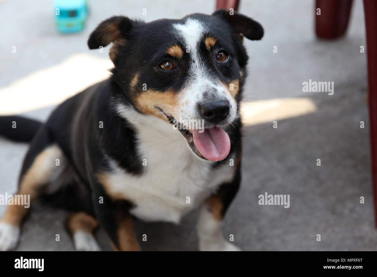 Small White Dog With Black Ears And Eyes Stock Photos