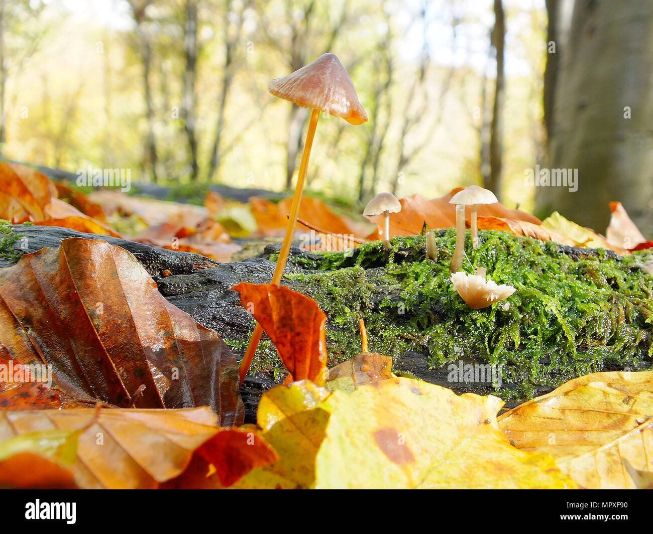 Autumn woodland fungus fungi hi-res stock photography and images - Alamy