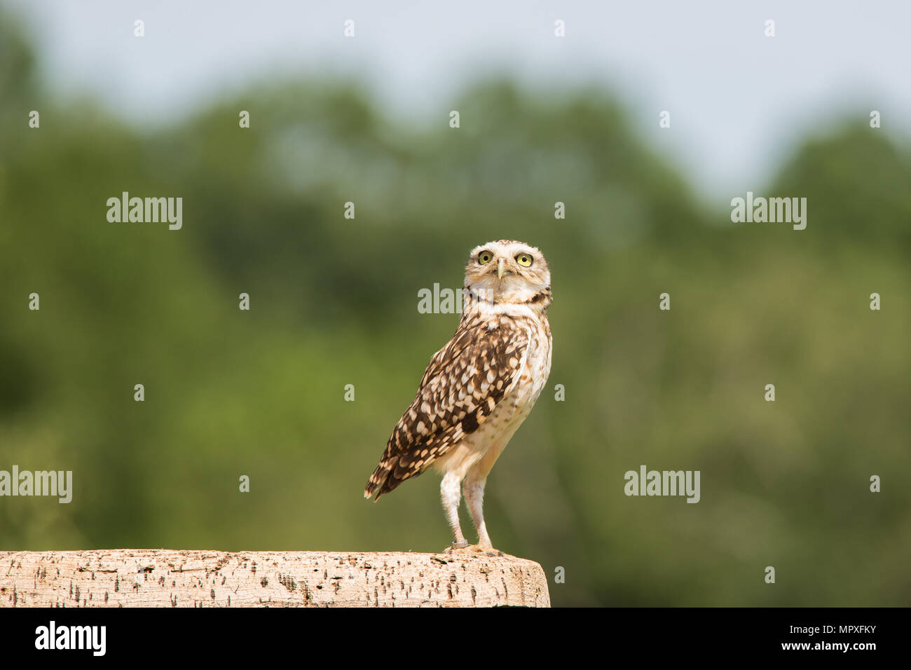 Captive Burrowing Owl Stock Photo