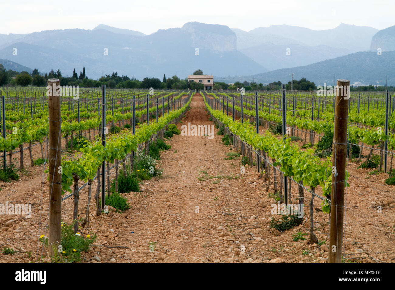 Mallorcan vineyard hires stock photography and images Alamy