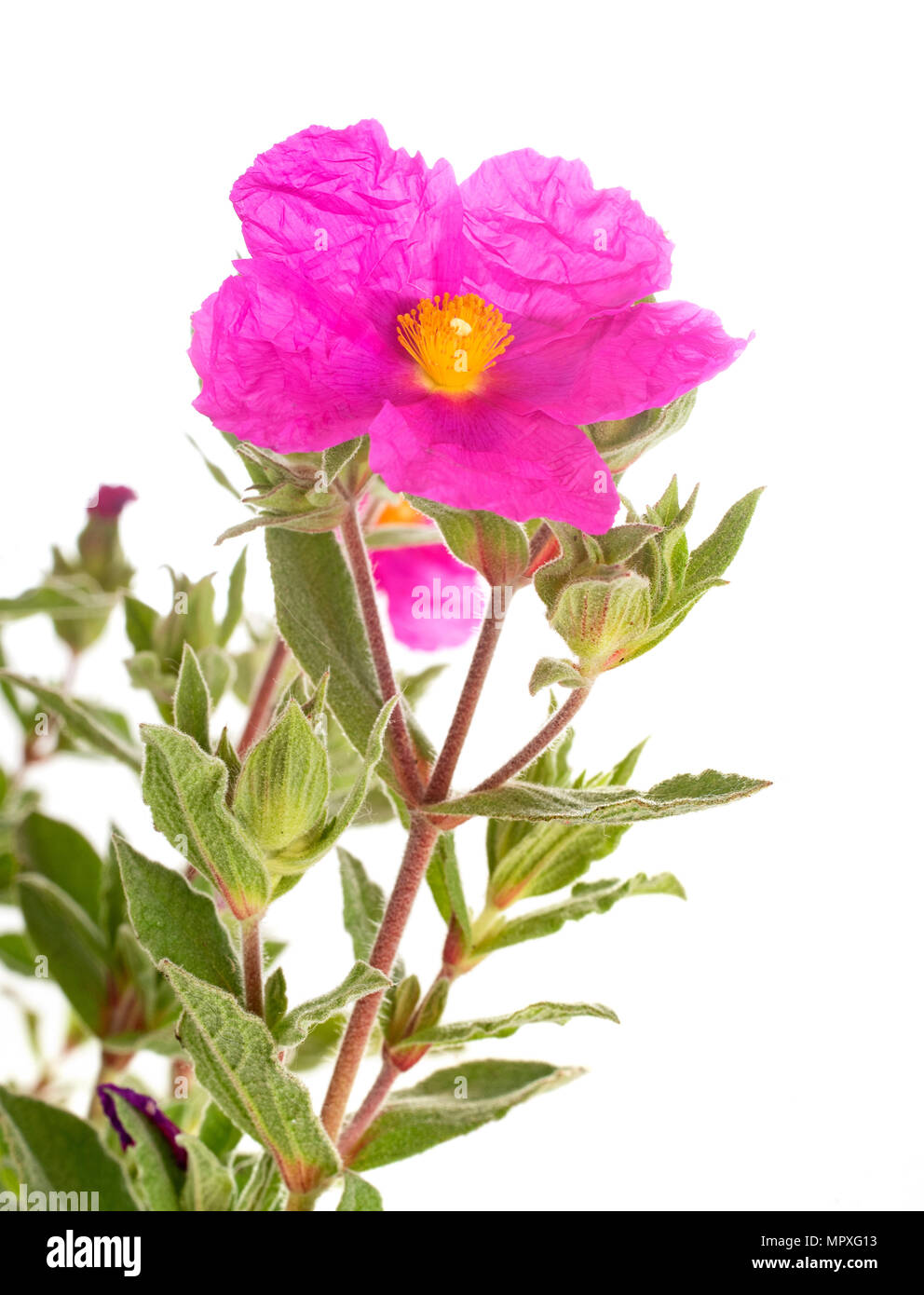 cistus pulverulentus in front of white background Stock Photo