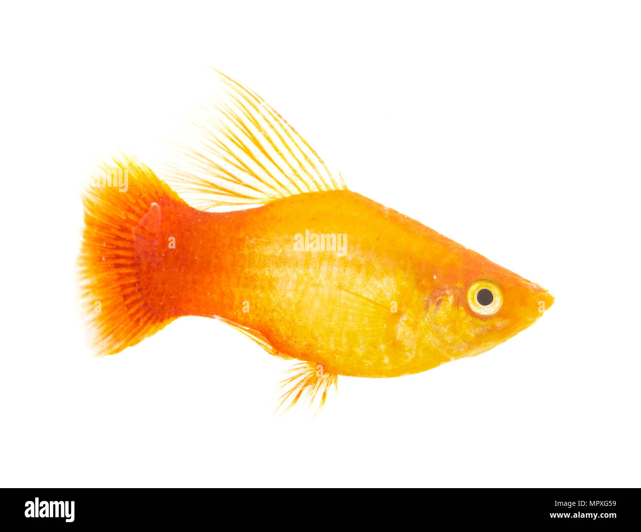 Xiphophorus maculatus in front of white background Stock Photo