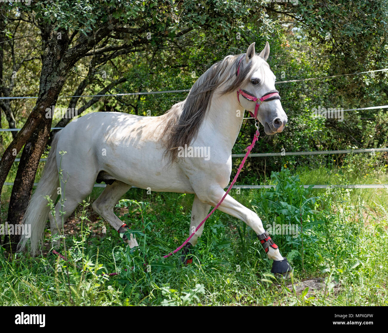 White Andalusian Horse Spanish Stallions Jody L Miller Horse
