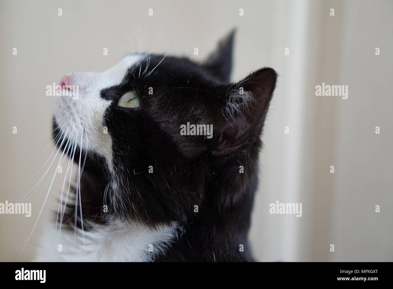 Black & White Cat looking Up Stock Photo - Alamy