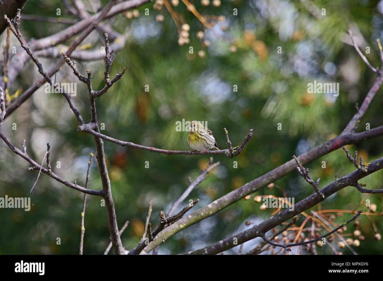 female serin bird Latin name serinus serinus singing and dancing in a tree in spring in central Italy Stock Photo