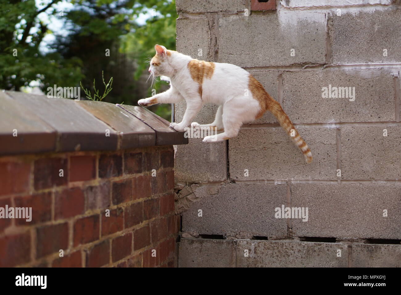 White & Ginger Cat Jumping Stock Photo