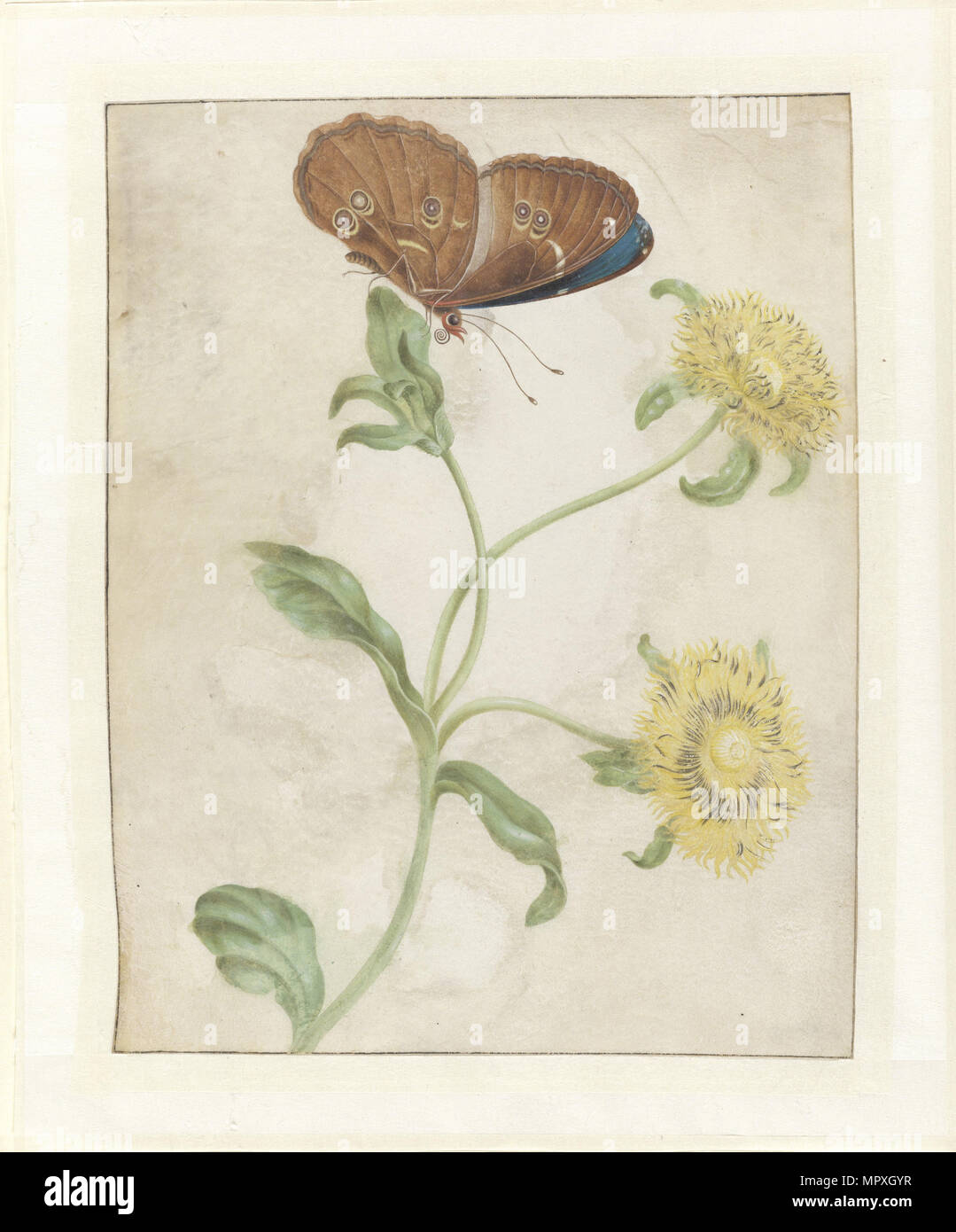Butterfly on the bud of a plant with yellow flowers, 1695. Stock Photo