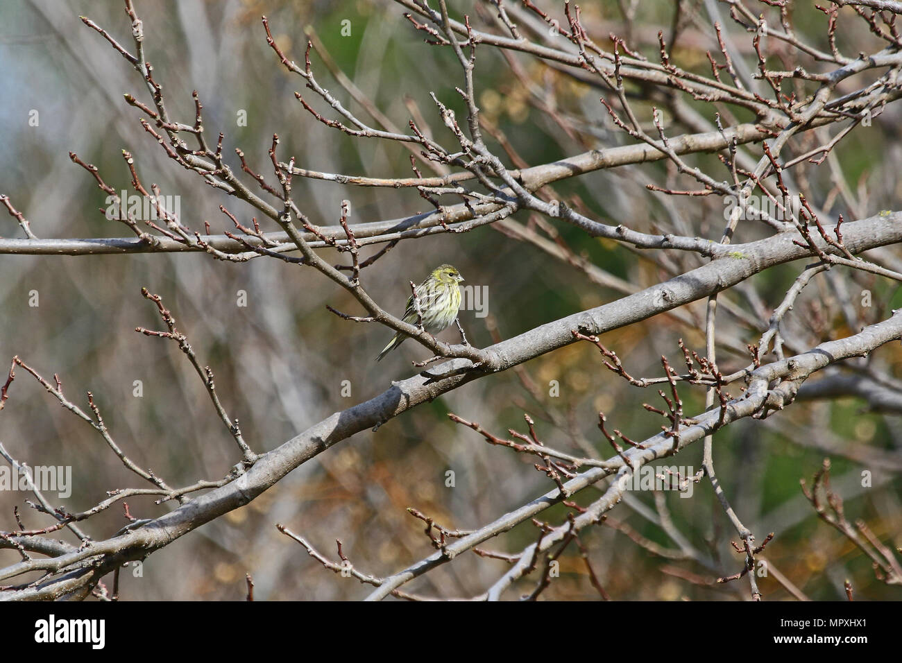 female serin bird Latin name serinus serinus singing and dancing in a tree in spring in central Italy Stock Photo