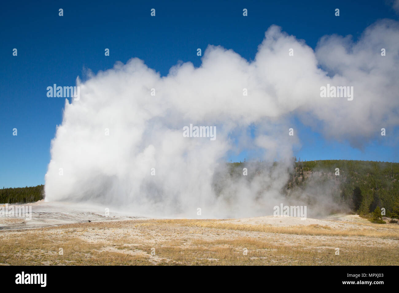 Old Faithful geyser eruption in the Yellowstone national park, USA ...